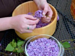 Успейте в самый пик цветения: заполни литрушку растительным маслом и фиолетовыми цветками…