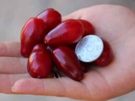 7 ягод кизила спасут ноги от вздутия вен и отечности, если съедать их вместе с косточками